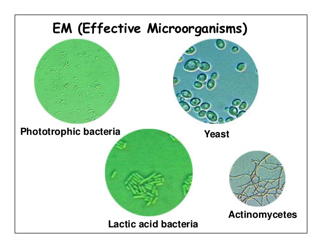 Chế phẩm sinh học EM là gì?
