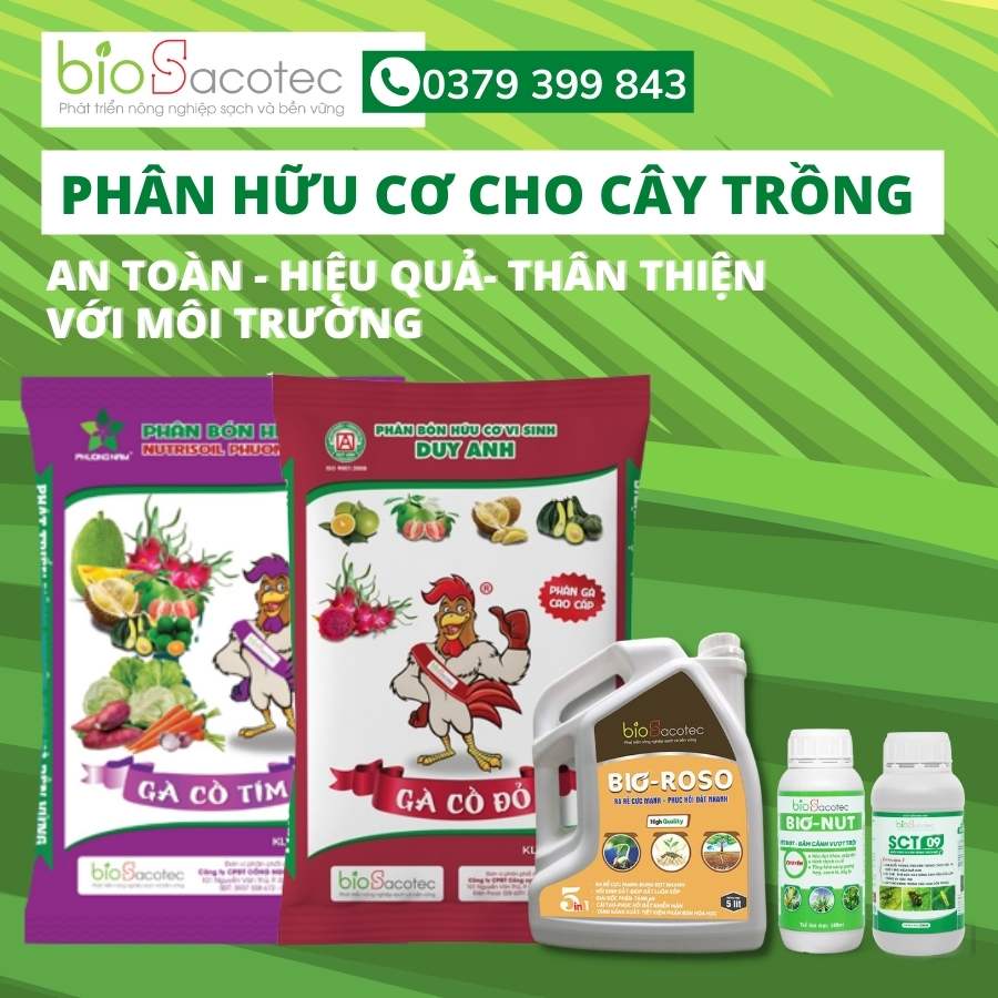 Kỹ thuật bón phân cho cây bưởi mang lại năng suất cao