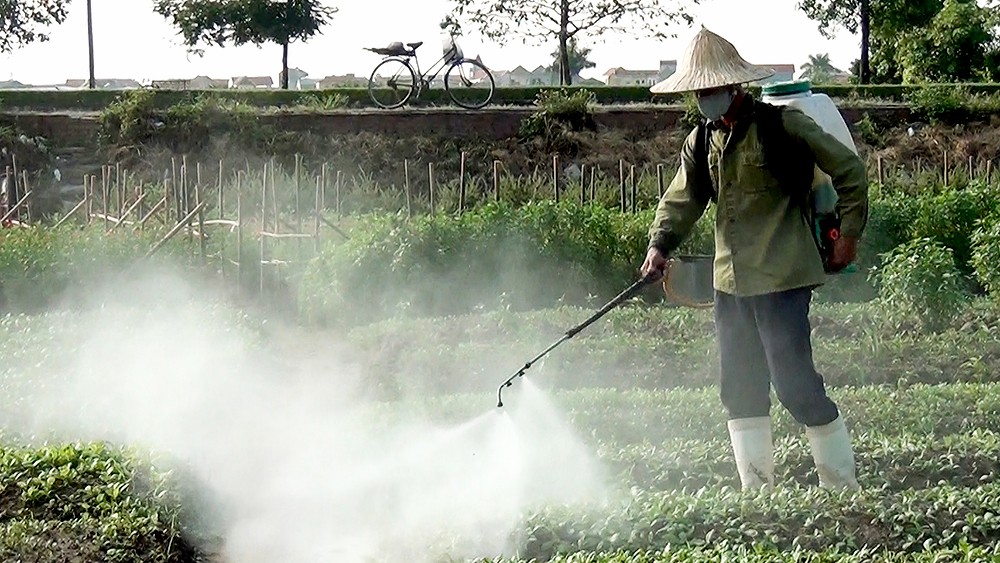 Nguyên nhân khiến rau trở nên bẩn