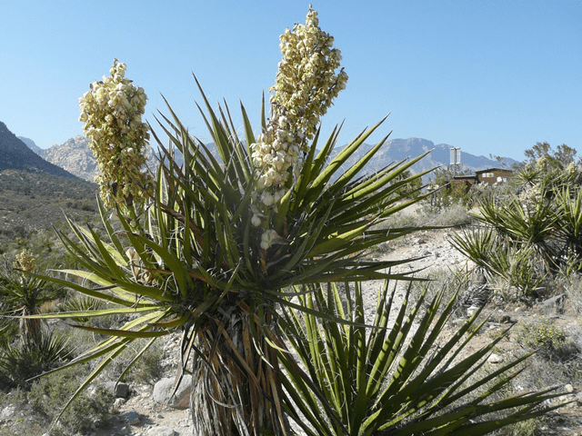 sử dụng yucca trong thủy sản