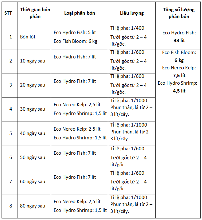 bón phân cho cây cam khi trưởng thành