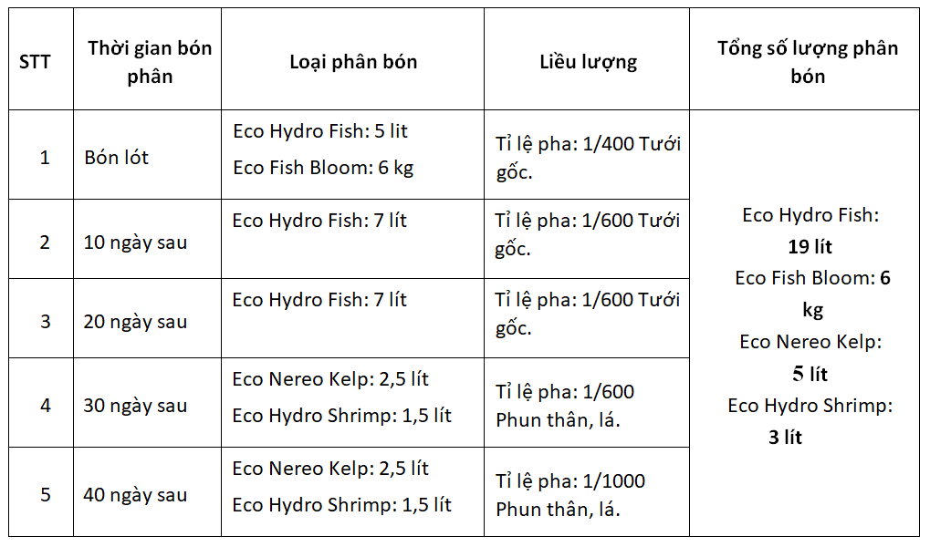 bón phân dưa hấu thời kỳ nuôi cây