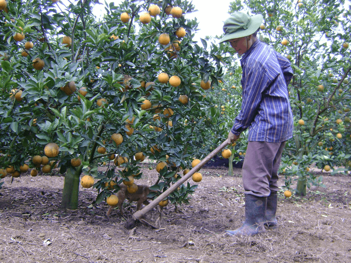 Bón phân gà hữu cơ cho cây cam giai đoạn kinh doanh