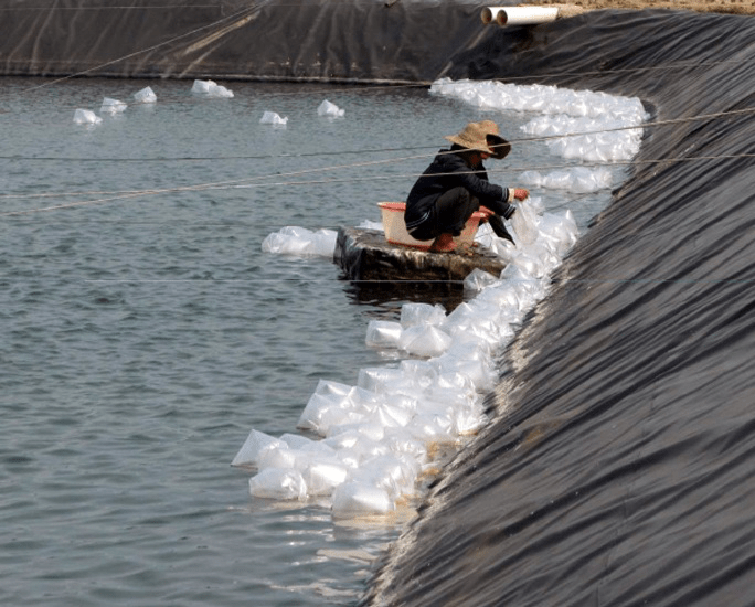 Thả giống tránh vào thời điểm gió mùa, mưa kéo dài