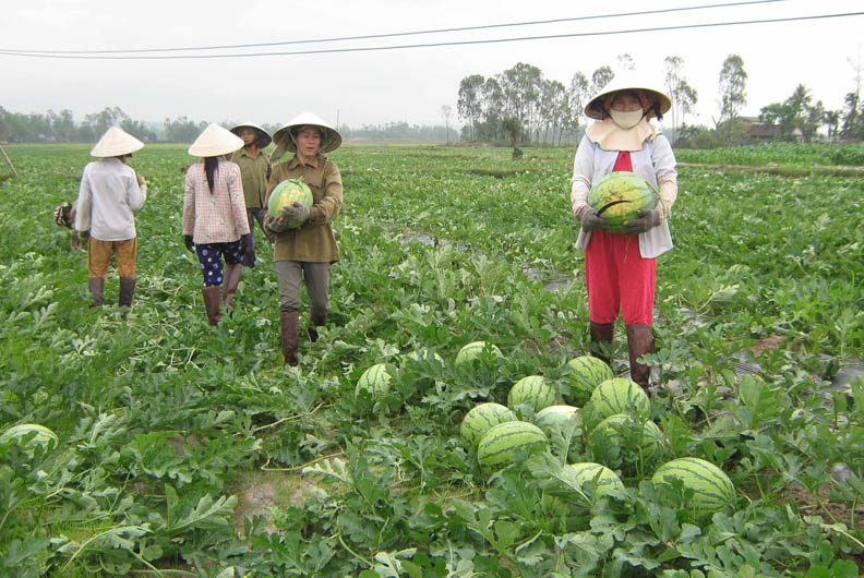 bón phân cho cây dưa hấu