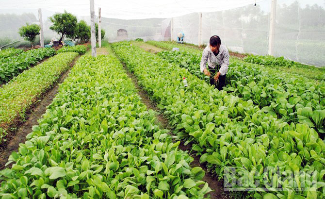 quy trình sản xuất rau an toàn