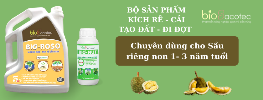 Bộ sản phẩm chuyên dùng cho sầu riêng non