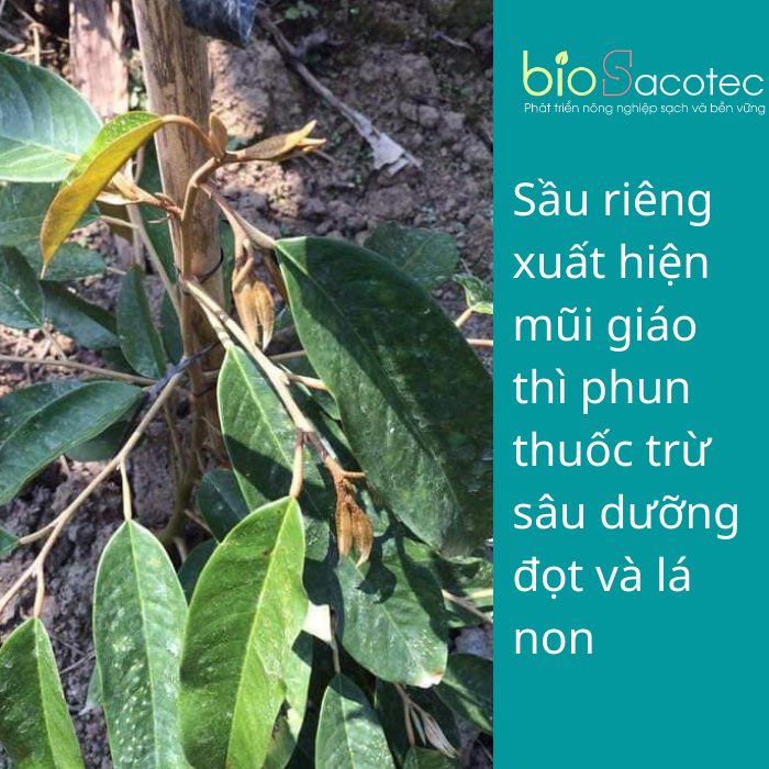 Kỹ thuật chăm sóc sầu riêng khi ra mũi giáo