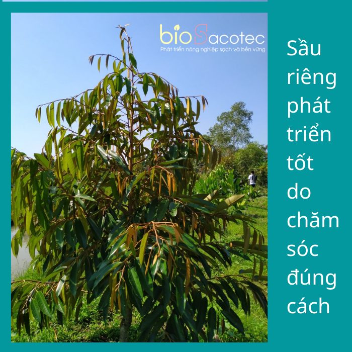 Sầu riêng phát triển tốt