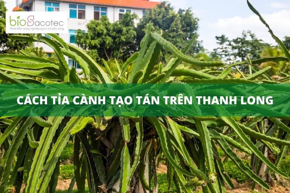 cách tỉa cành thanh long