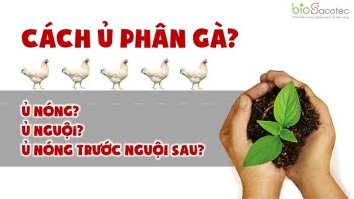 phân gà