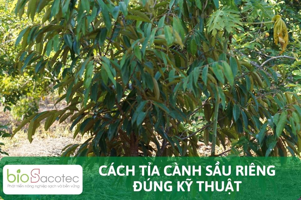 tỉa cành sầu riêng đúng