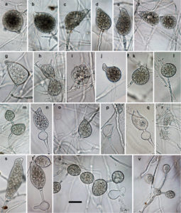 Phytophthora