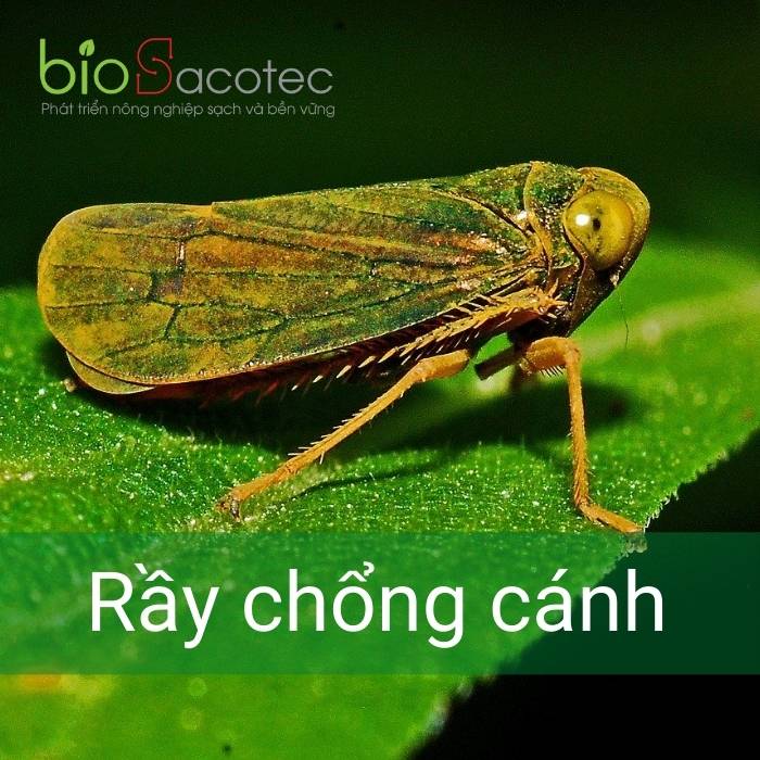 Rầy chống đẩy hút chích gây rụng lá trên cây bưởi