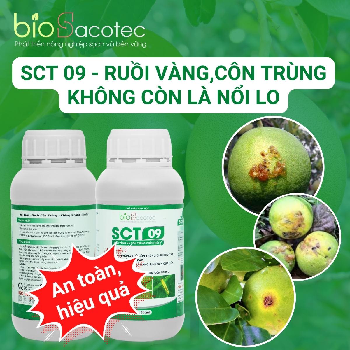 SCT 09 phòng trừ ruồi vàng gây hại trên bưởi vô cùng hiệu quả