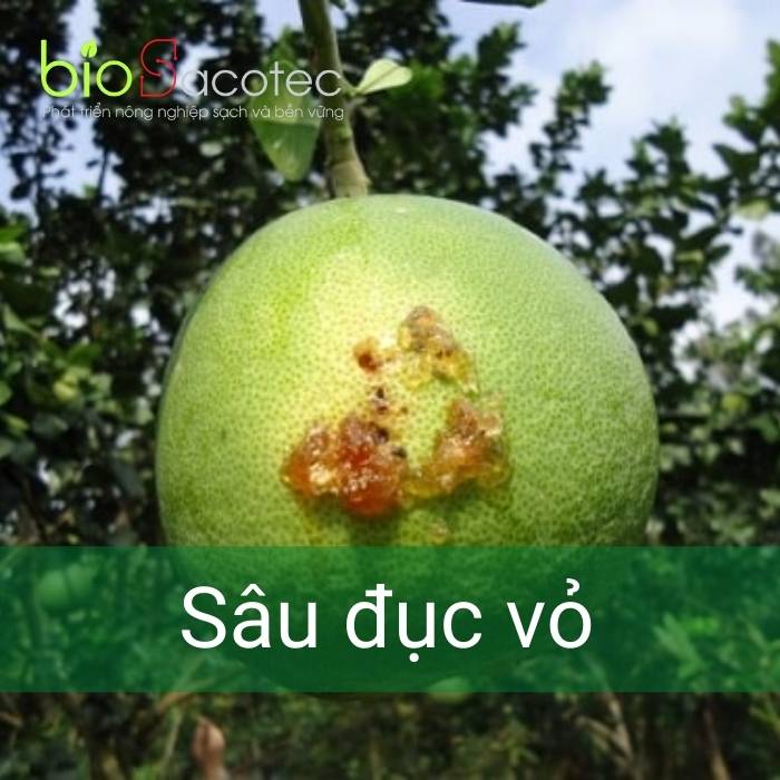 Sâu đục vỏ gây bệnh hại trên cây bưởi