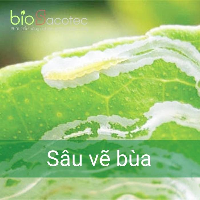 Sâu vẽ bùa tấn công làm lá biến dạng