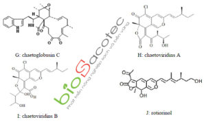 chaetomium 1