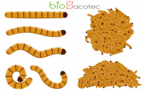 flour worms vector cartoon set isolated 97231 1407