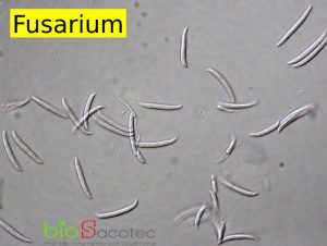 Fusarium solani Mart