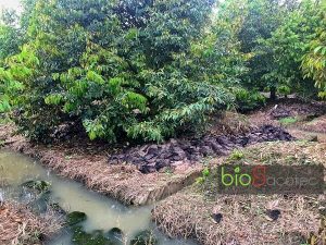 bien phap xu ly cay sau rieng bi ngap ung 71731