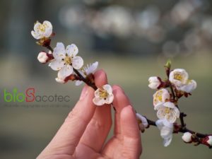 branch blossoming apricots hand 200040 730