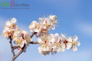 spring flowers bloom fruit apricot tree 170532 1456