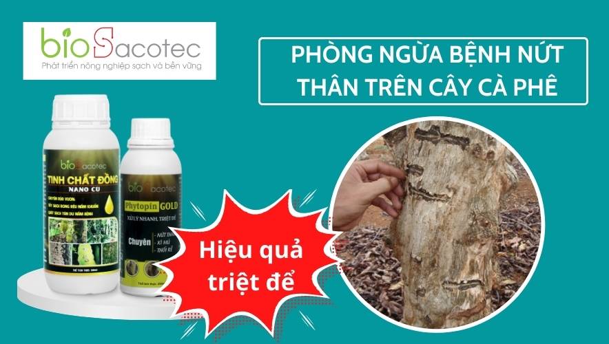 Bà con cần thăm vườn thường xuyên để có biện pháp phòng trừ bệnh kịp thời