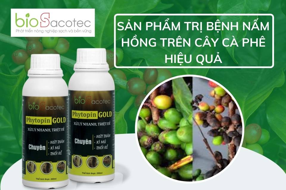 Biểu hiện của bệnh gây hại trên cây cà phê