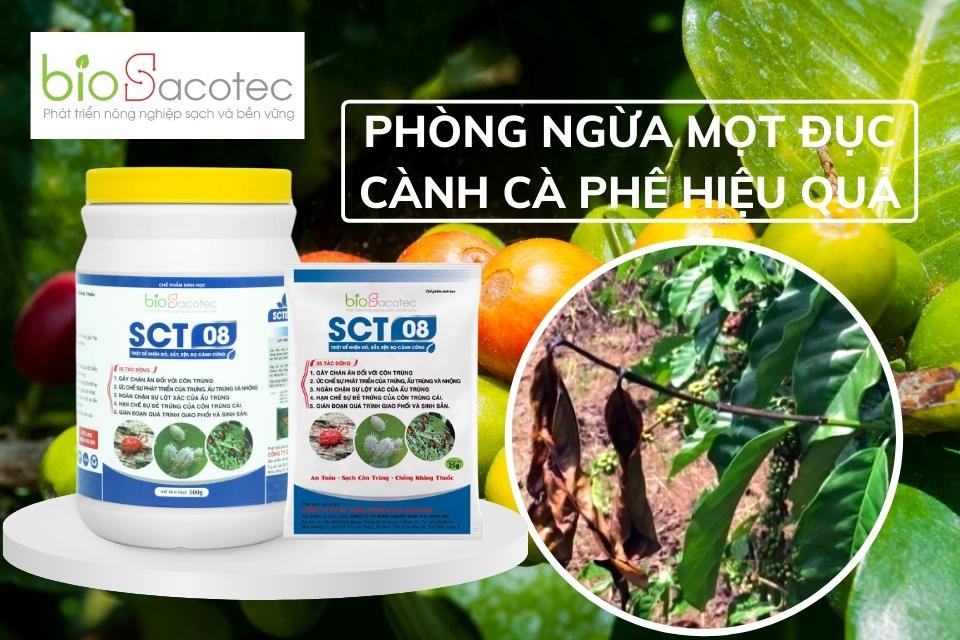 Cách trị mọt đục cành hiệu quả