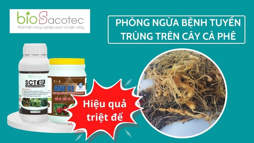 Nấm bệnh gây tác động lớn đến sự phát triển của cây trồng