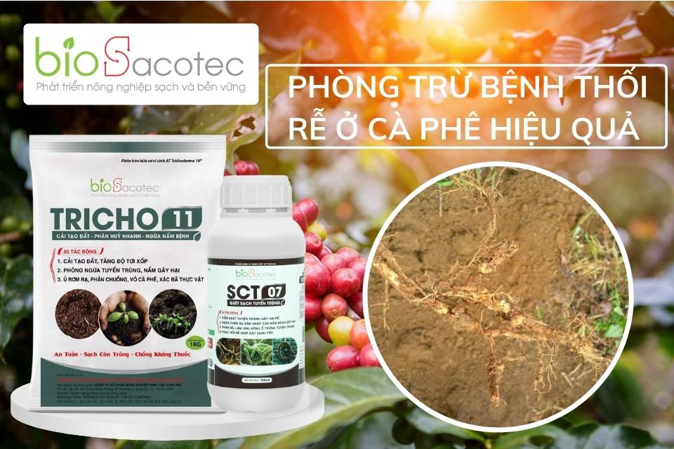 Sản phẩm phòng trừ hiệu quả bệnh thối rễ ở cà phê đạt chất lượng cao