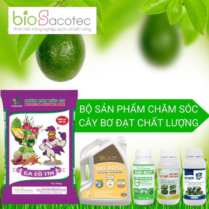 Bộ sản phẩm chăm sóc cây bơ mang lại kết quả cao