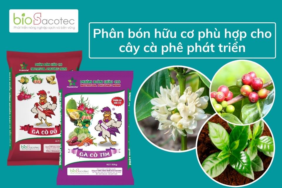 Cách bón phân cho cây cà phê sau thu hoạch