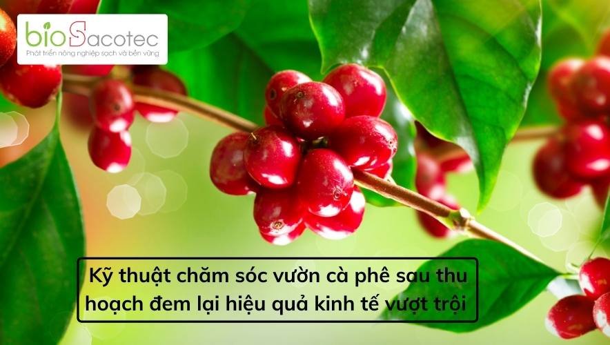 Kỹ thuật chăm sóc vườn cà phê đem lại hiệu quả kinh tế vượt trội