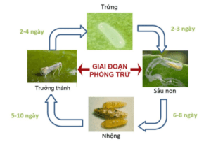 Vòng đời sinh trưởng của sâu vẽ bùa