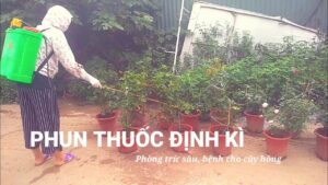 phun thuoc dinh ky phong benh cay hoa hong