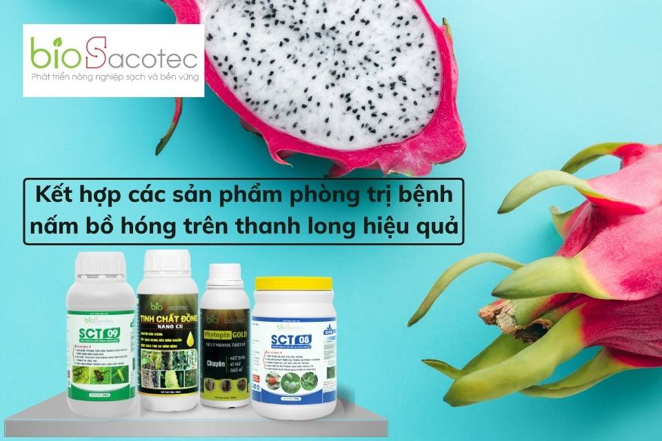 Kết hợp các sản phẩm phòng trị bệnh nấm bồ hóng trên thanh long