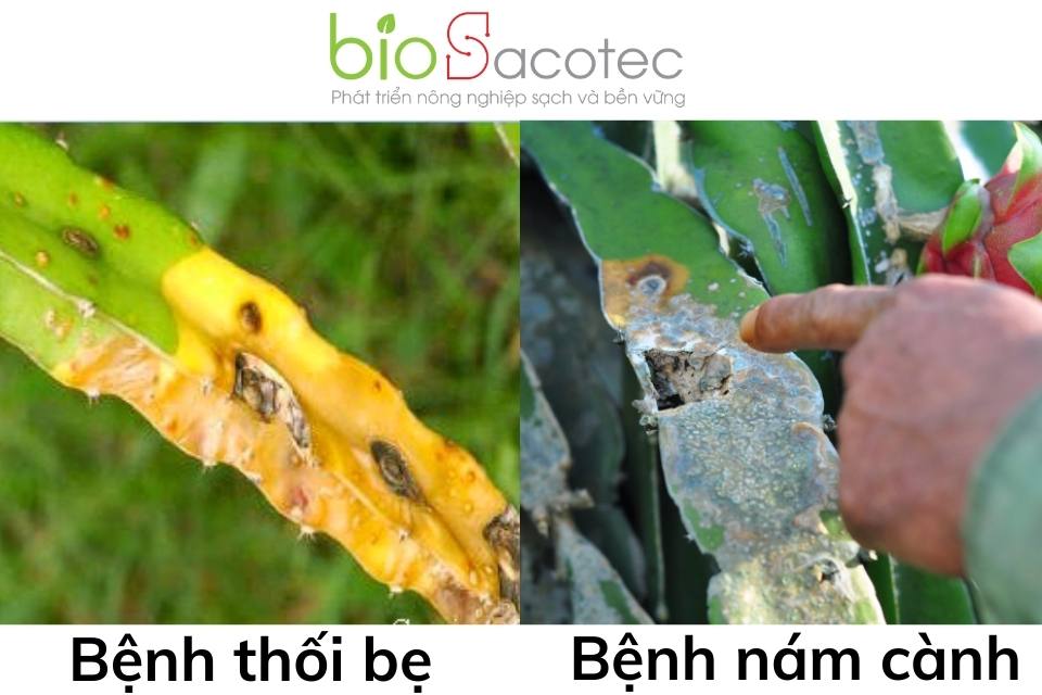 bệnh nám cành trên thanh long