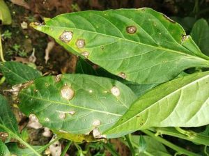 chilli cercospora leaf spot pepper 1560239911