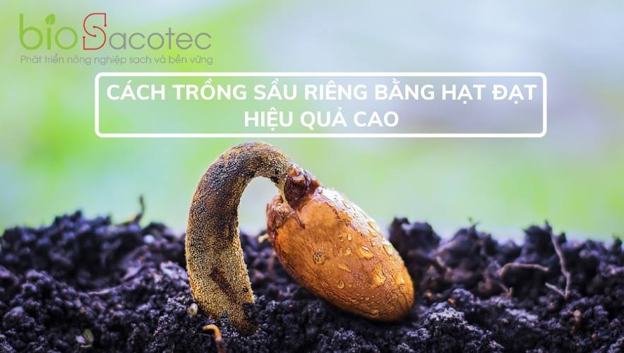 Trồng sầu riêng bằng hạt