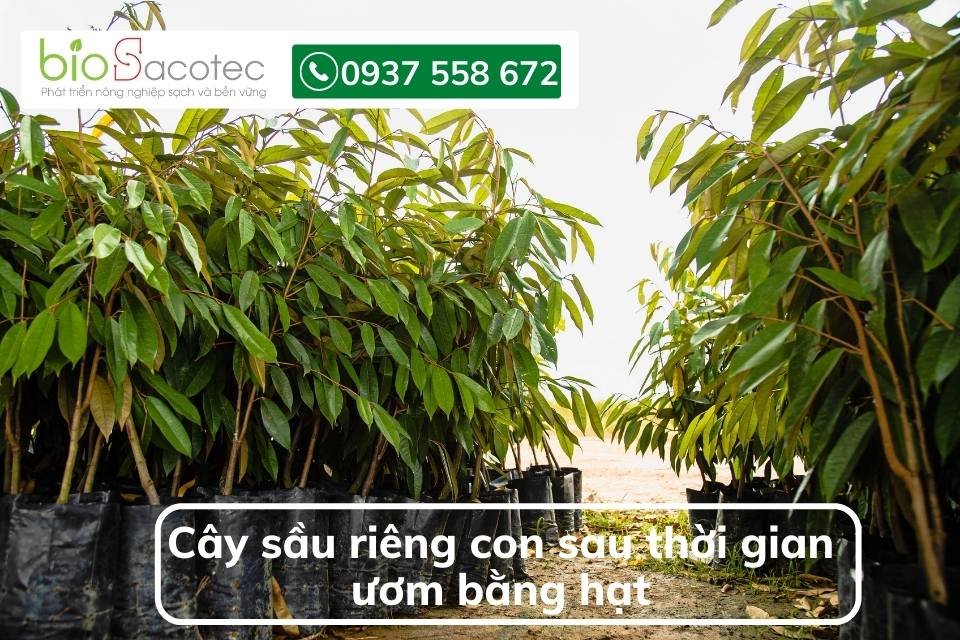 cây sầu con