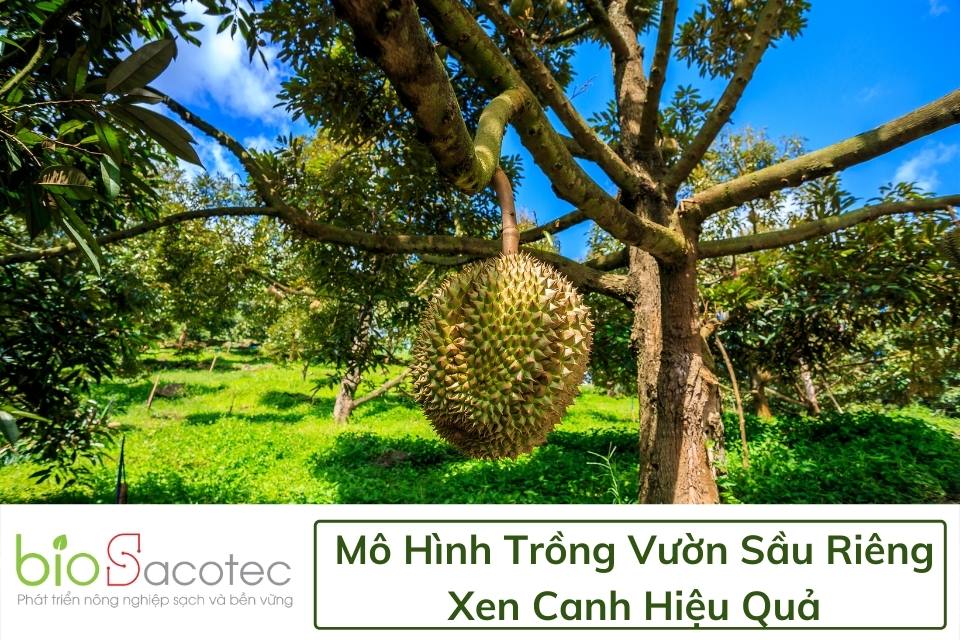 thiết kế vườn sầu riêng