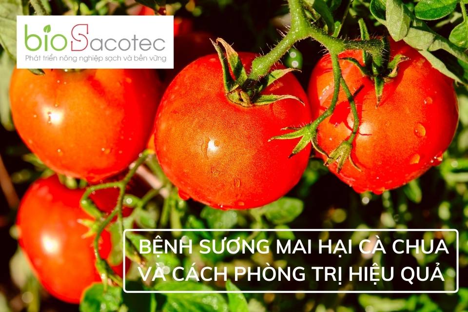 Bệnh sương mai hại cà chua và biện pháp phòng trị hiệu quả