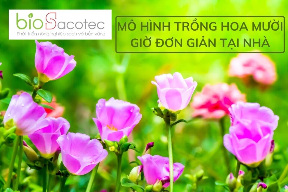 Kỹ thuật chăm sóc hoa mười giờ đúng cách