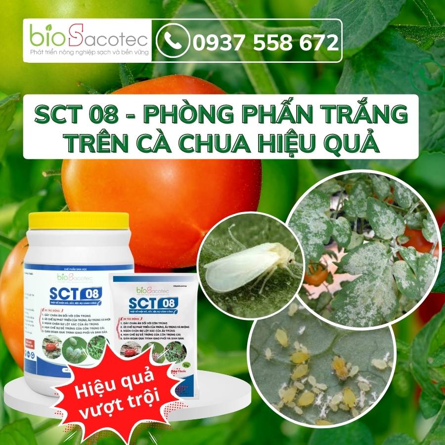 Phòng ngừa bệnh phấn trắng gây hại trên cây cà chua