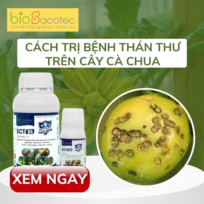 Sản phẩm SCT 03 phòng trị hiệu quả bệnh trên cây trồng