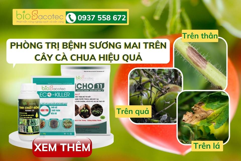 Sản phẩm sinh học phòng trừ triệt để bệnh trên cây cà chua