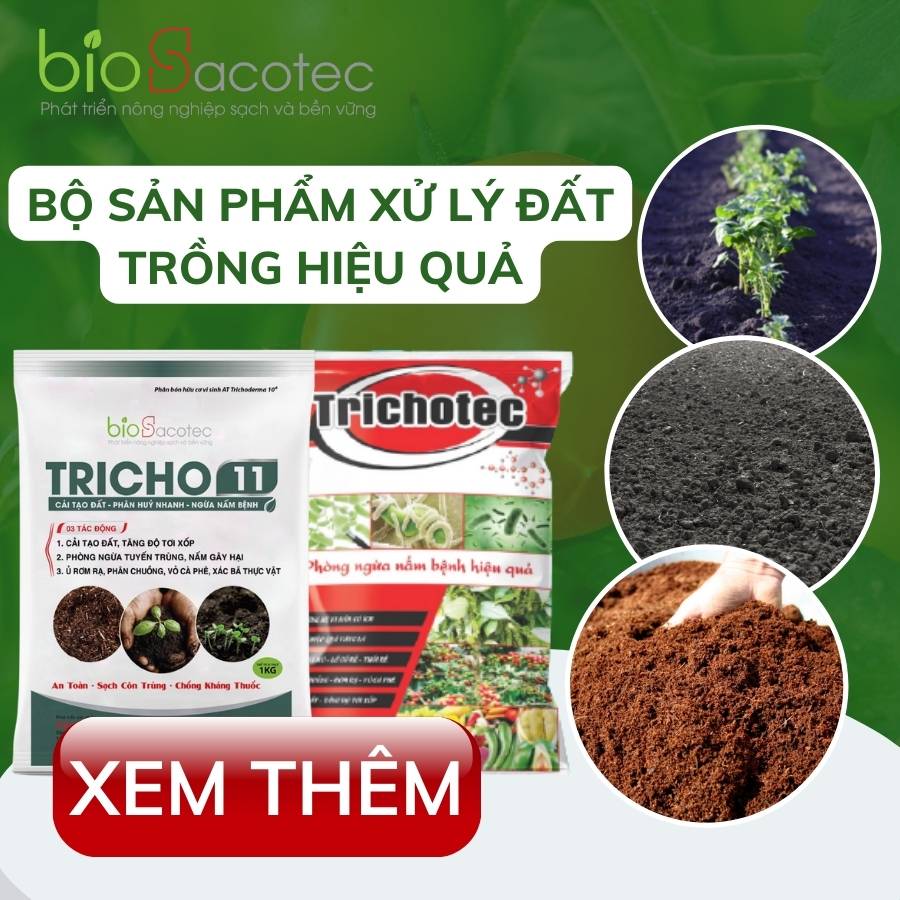 Trước khi trồng bà con nên tiến hành xử lí đất để đem lại hiệu suất cao