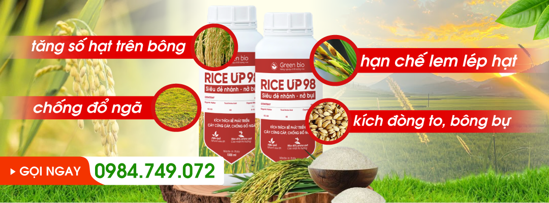 Phân bón Rice Up 98 - Siêu đẻ nhánh nở bụi 1 r98